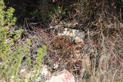 Osteospermum ciliatum