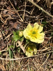 Trollius