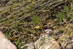 Osteospermum ciliatum