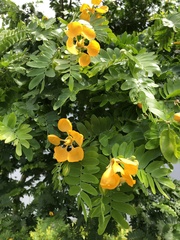 Gonopterodendron arboreum