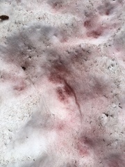 Chlamydomonas nivalis