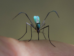 Sabethes chloropterus