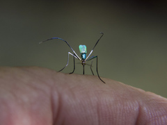 Sabethes chloropterus