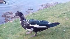 Cairina moschata domestica