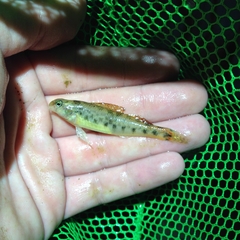 Etheostoma duryi