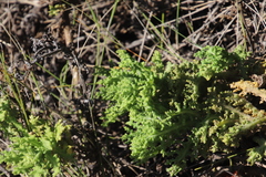 Arctotis aspera aspera