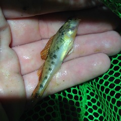 Etheostoma duryi