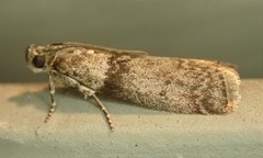 Sciota uvinella