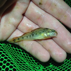 Etheostoma duryi