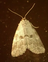 Hyperstrotia pervertens