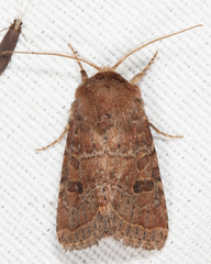 Protorthodes oviduca