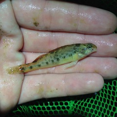 Etheostoma duryi