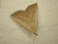 Macrochilo louisiana