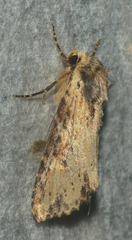 Apamea vultuosa