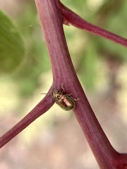 Colaspidea smaragdula