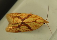 Cenopis reticulatana