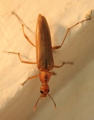 Cephaloon lepturides