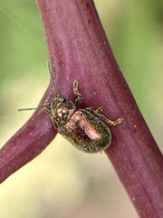 Colaspidea smaragdula