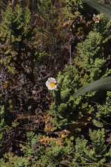 Arctotis aspera aspera