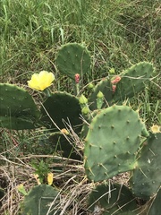 Opuntia bentonii