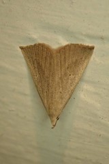 Macrochilo louisiana