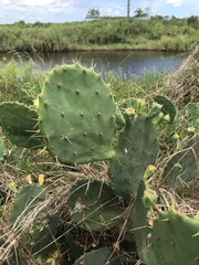 Opuntia bentonii