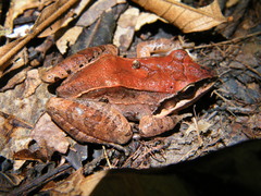 Leptodactylus mystaceus