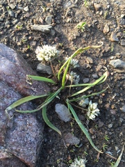 Allium brandegeei