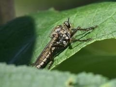 Eutolmus rufibarbis
