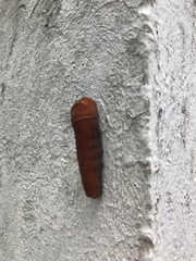 Papilio multicaudata