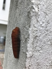 Papilio multicaudata