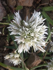 Allium brandegeei
