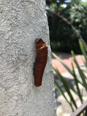 Papilio multicaudata