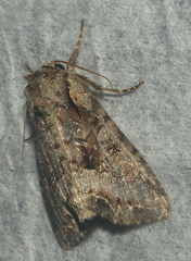 Apamea amputatrix