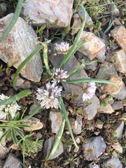 Allium brandegeei