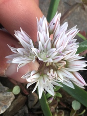 Allium brandegeei