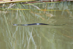 Nerodia erythrogaster