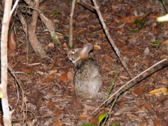 Sylvilagus brasiliensis