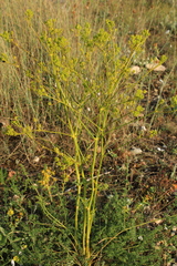 Ferulago galbanifera