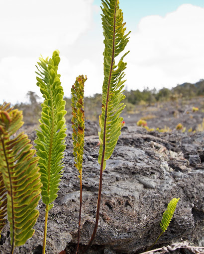 Polypodium pellucidum