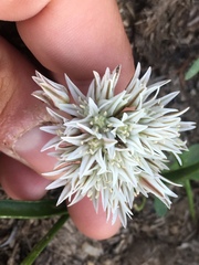 Allium brandegeei