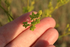 Ferulago galbanifera