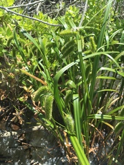 Carex pseudocyperus