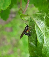 Itoplectis