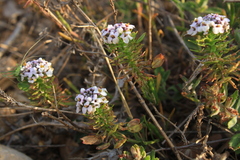 Tournefortia sibirica