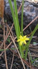 Hypoxis wrightii