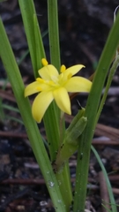 Hypoxis wrightii