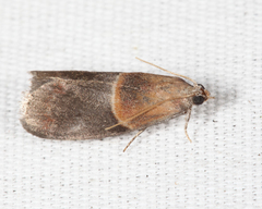 Acrobasis demotella
