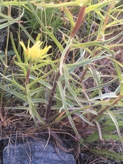 Castilleja flava flava