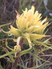 Castilleja flava flava